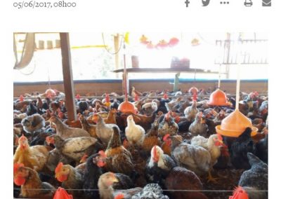 Estadão – Pela volta do frango caipira