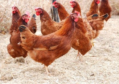 Associação Brasileira da Avicultura Alternativa – AVAL – traça plano estratégico para que o legítimo frango caipira seja a nova onda gourmet no Brasil