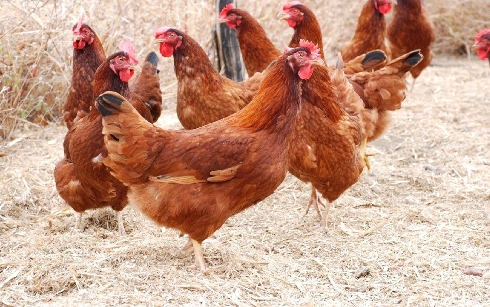 Associação Brasileira da Avicultura Alternativa – AVAL – traça plano estratégico para que o legítimo frango caipira seja a nova onda gourmet no Brasil