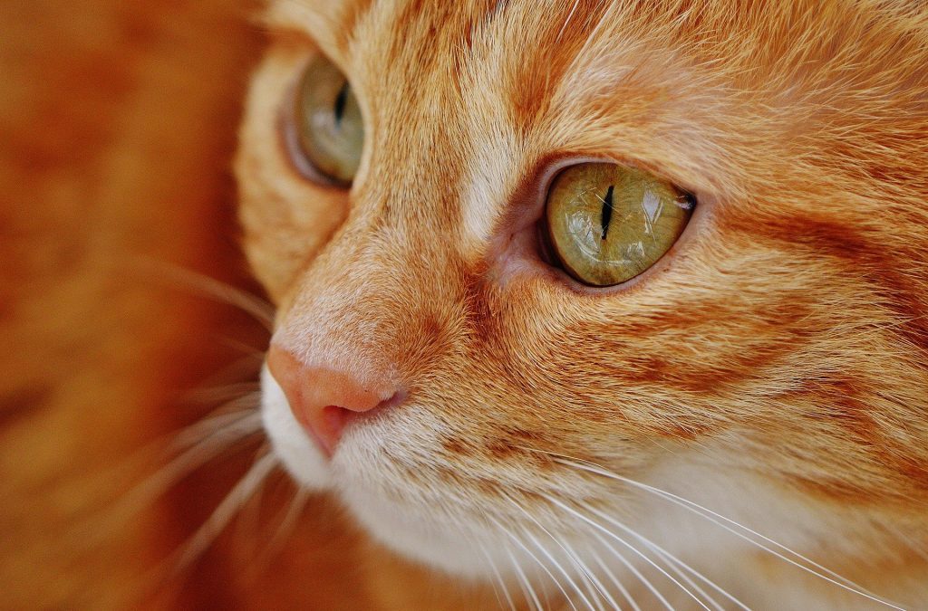 JOTA – Gatos podem ajuizar uma ação?