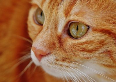 JOTA – Gatos podem ajuizar uma ação?